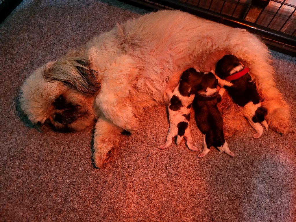 chiot Shih Tzu du Manoir des Anges Gardiens