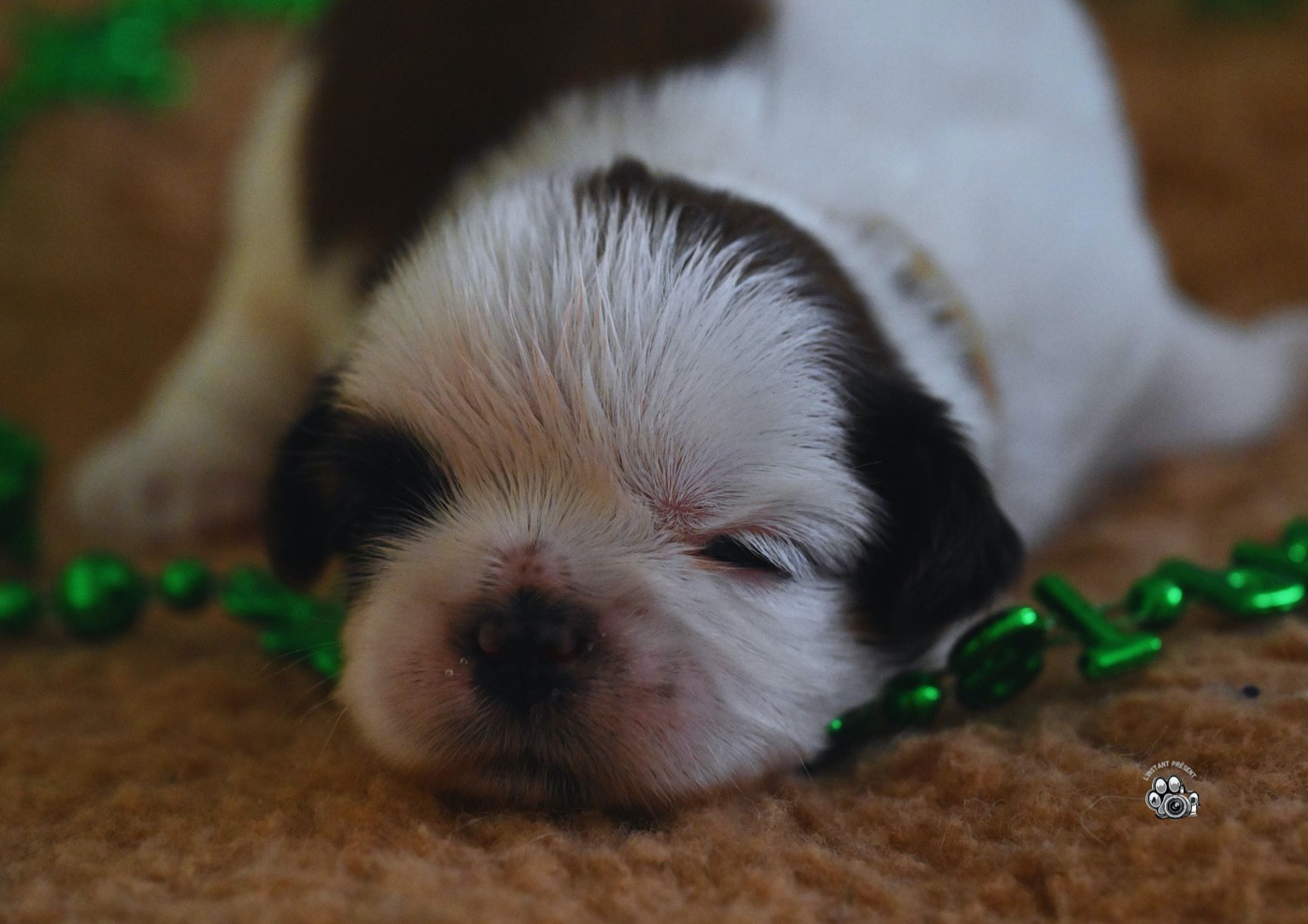 du Manoir des Anges Gardiens - Chiots disponibles - Shih Tzu