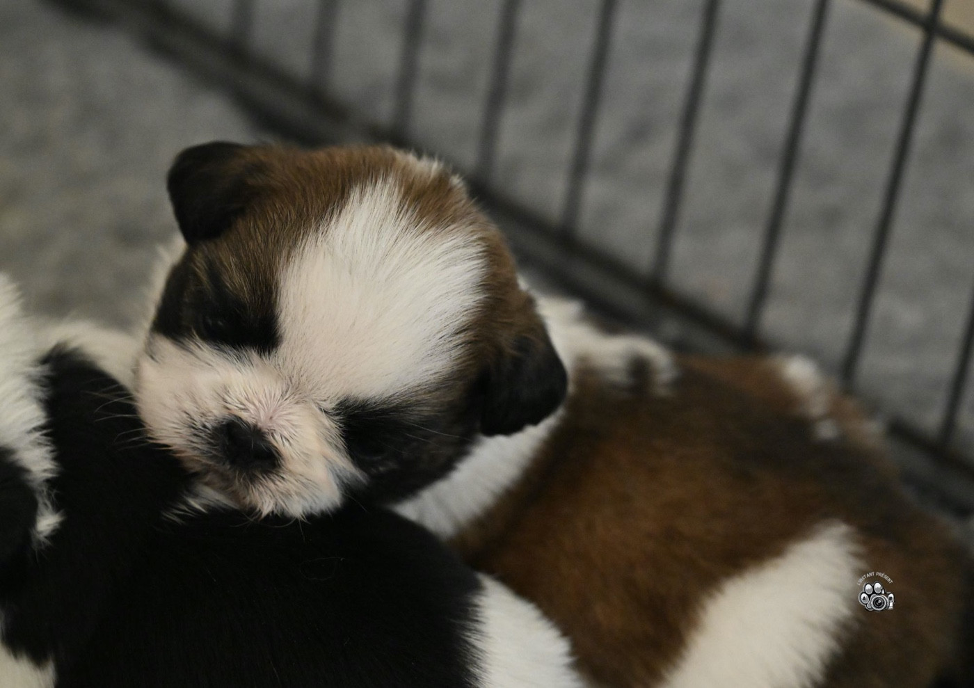 du Manoir des Anges Gardiens - Chiots disponibles - Shih Tzu