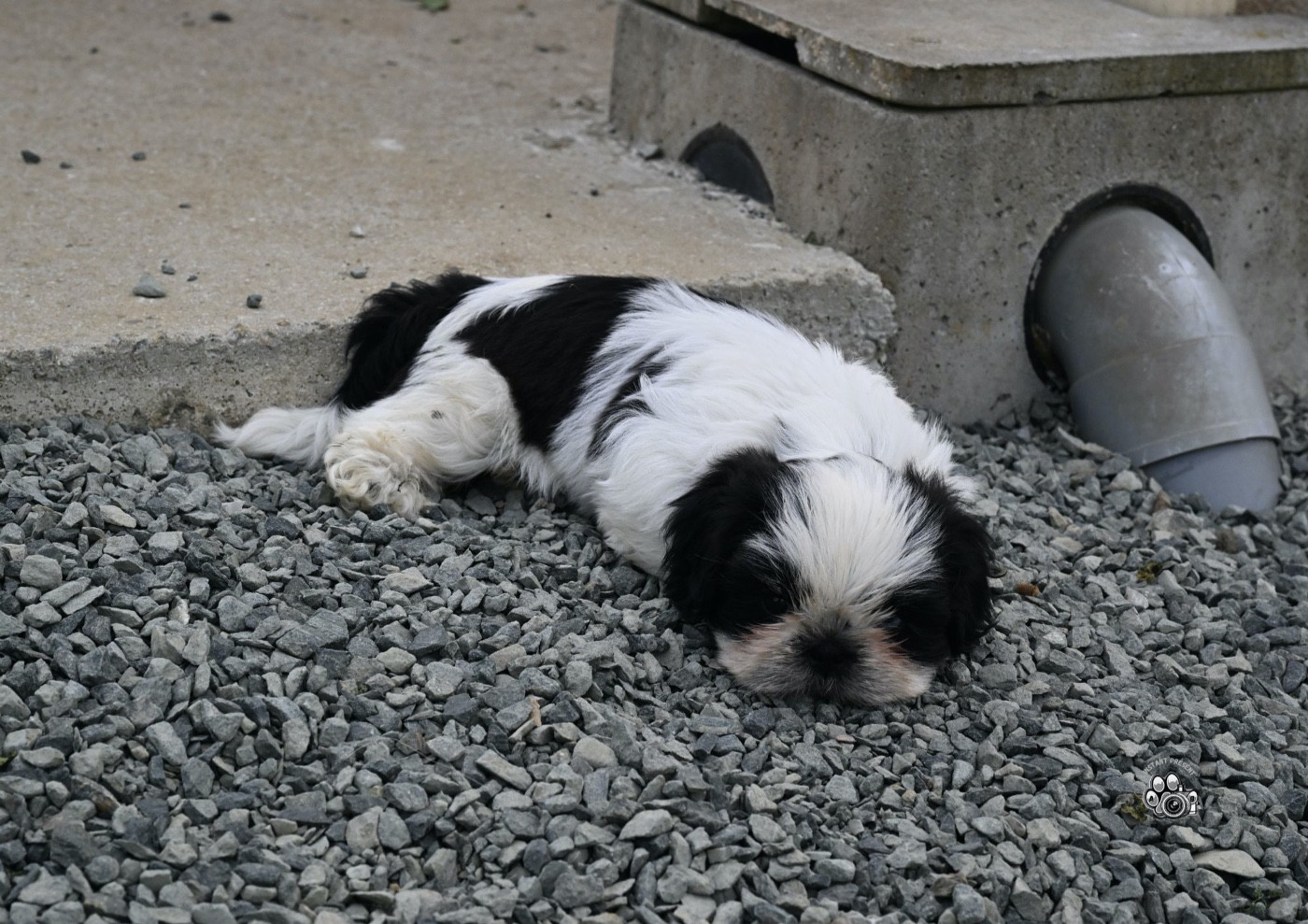 du Manoir des Anges Gardiens - Shih Tzu - Portée née le 23/02/2026