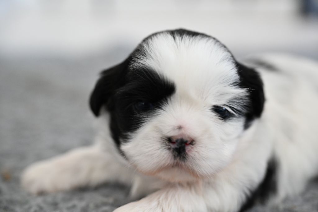 du Manoir des Anges Gardiens - Chiots disponibles - Shih Tzu