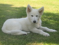 IDEFIX
