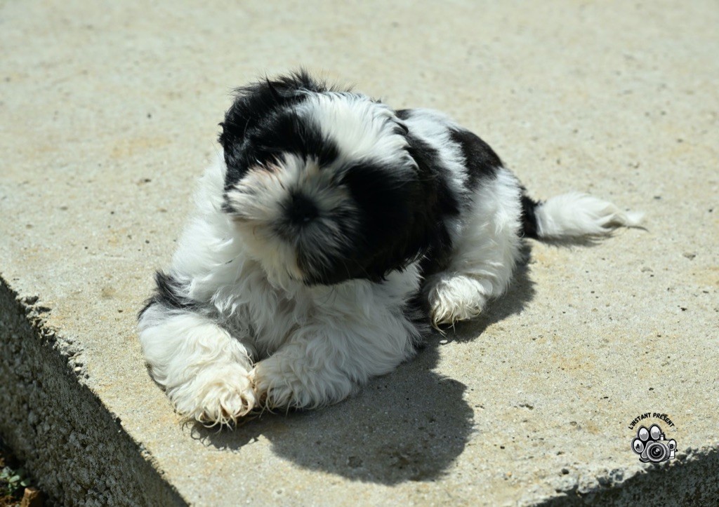 du Manoir des Anges Gardiens - Chiots disponibles - Shih Tzu