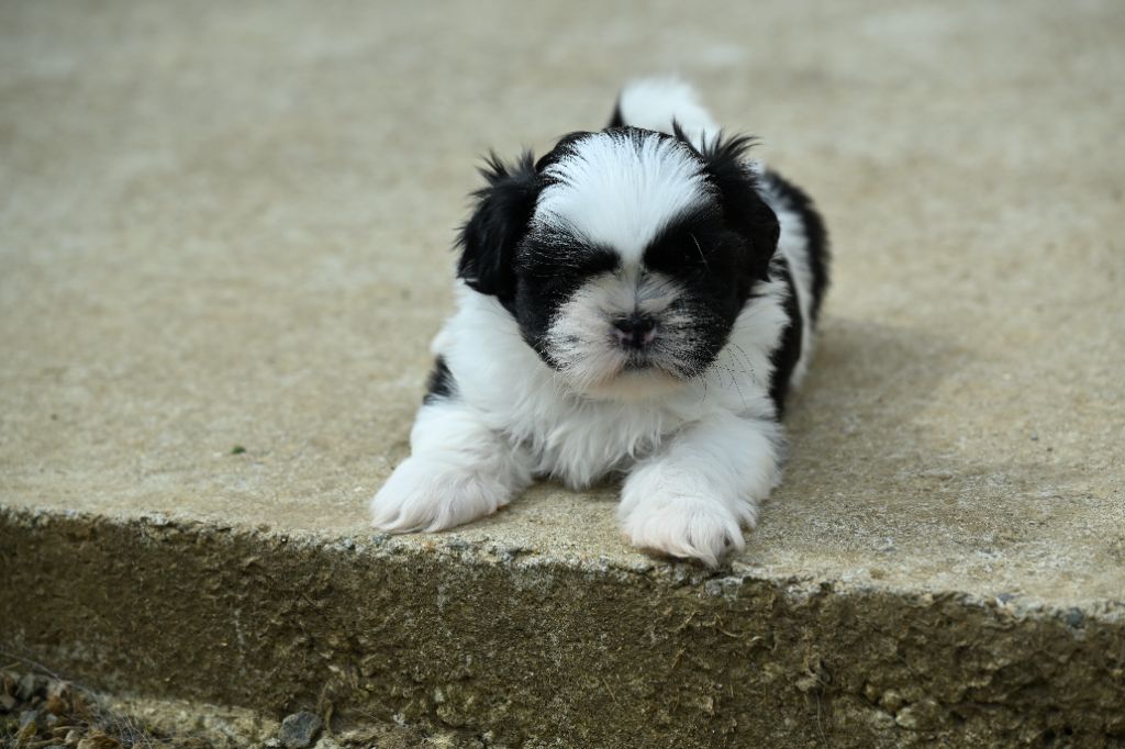 du Manoir des Anges Gardiens - Chiots disponibles - Shih Tzu