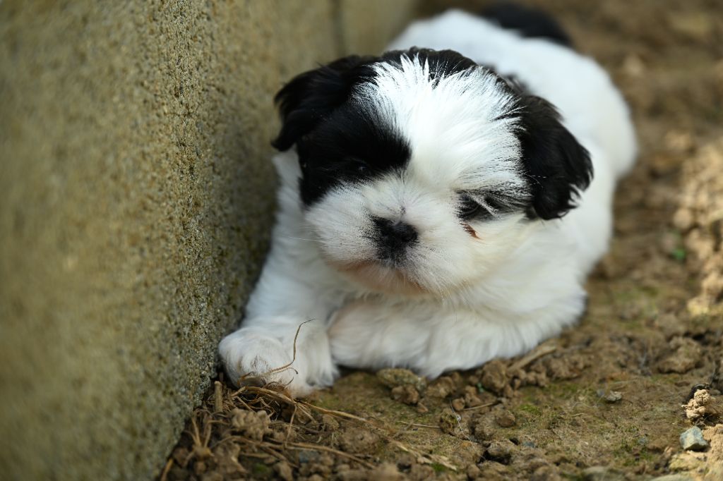 du Manoir des Anges Gardiens - Chiots disponibles - Shih Tzu